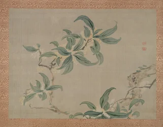 Flor, 1851